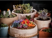 厨师培训学校哪里好