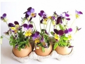 厨师培训学校哪里好